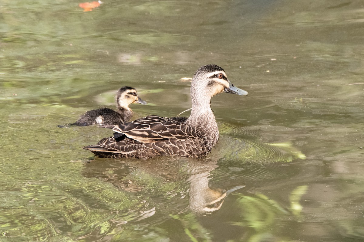 Canard à sourcils - ML643216692
