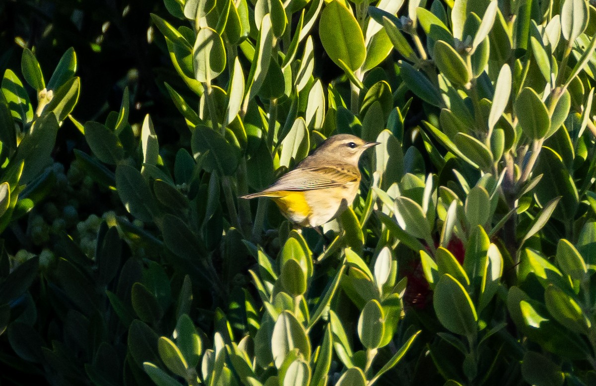 Palm Warbler (Western) - ML643216713