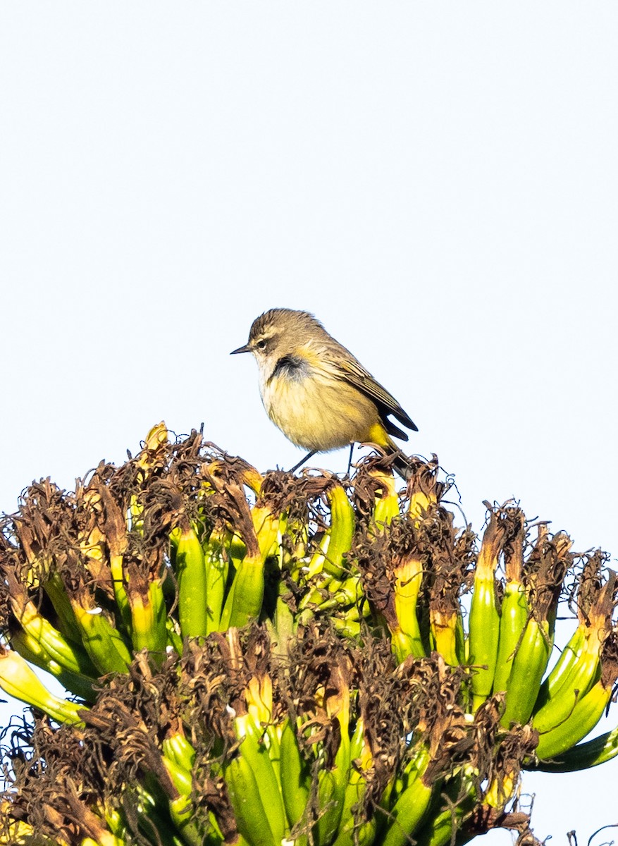 Palm Warbler (Western) - ML643216714
