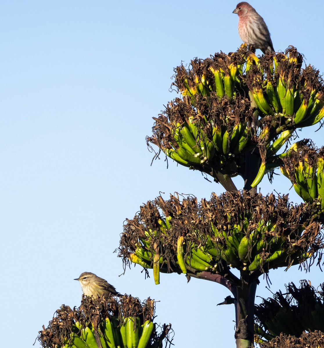 Palm Warbler (Western) - ML643216715