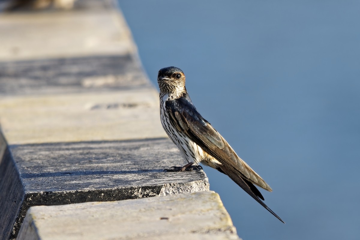 Eastern Red-rumped Swallow (Striated) - ML643216756