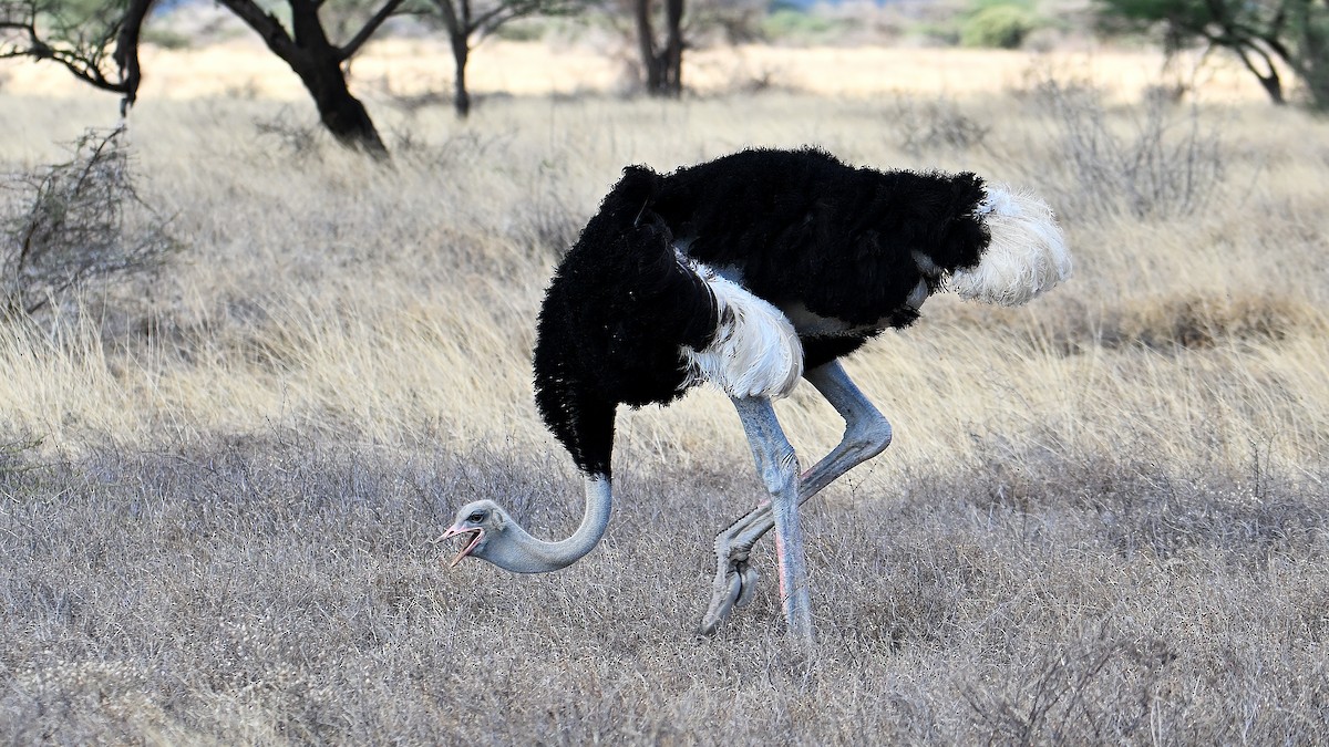 Somali Ostrich - ML643216768