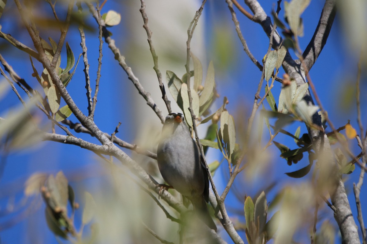 White-crowned Sparrow - ML643216786