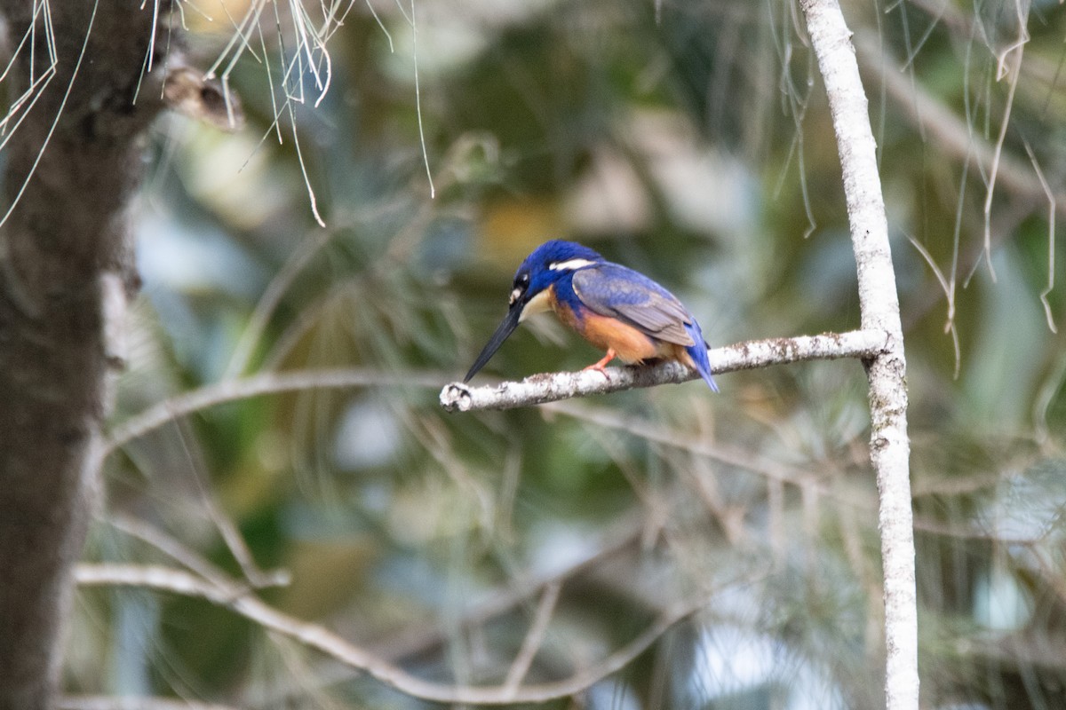 ルリミツユビカワセミ - ML643216808