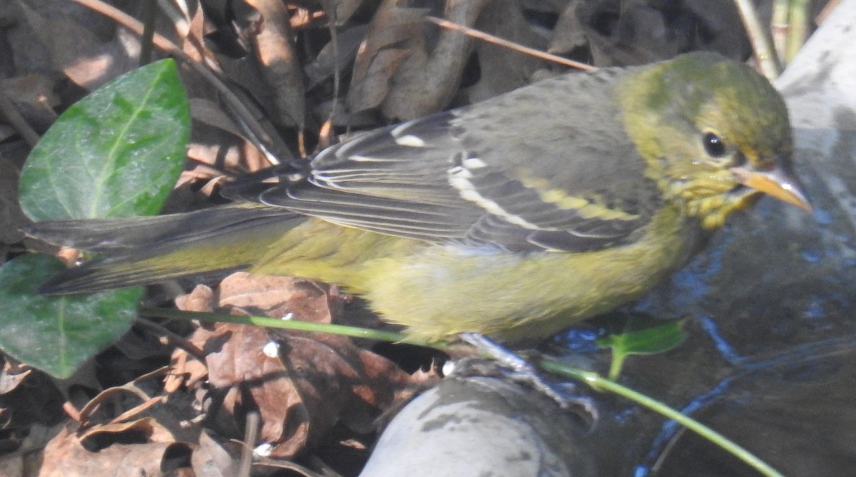 Western Tanager - ML643216811