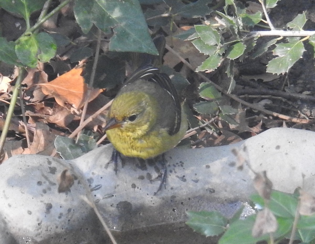 Western Tanager - ML643216812