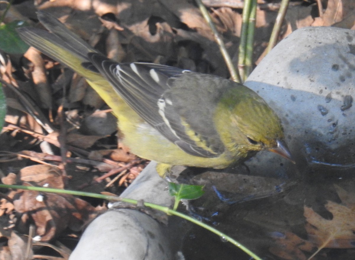 Western Tanager - ML643216813