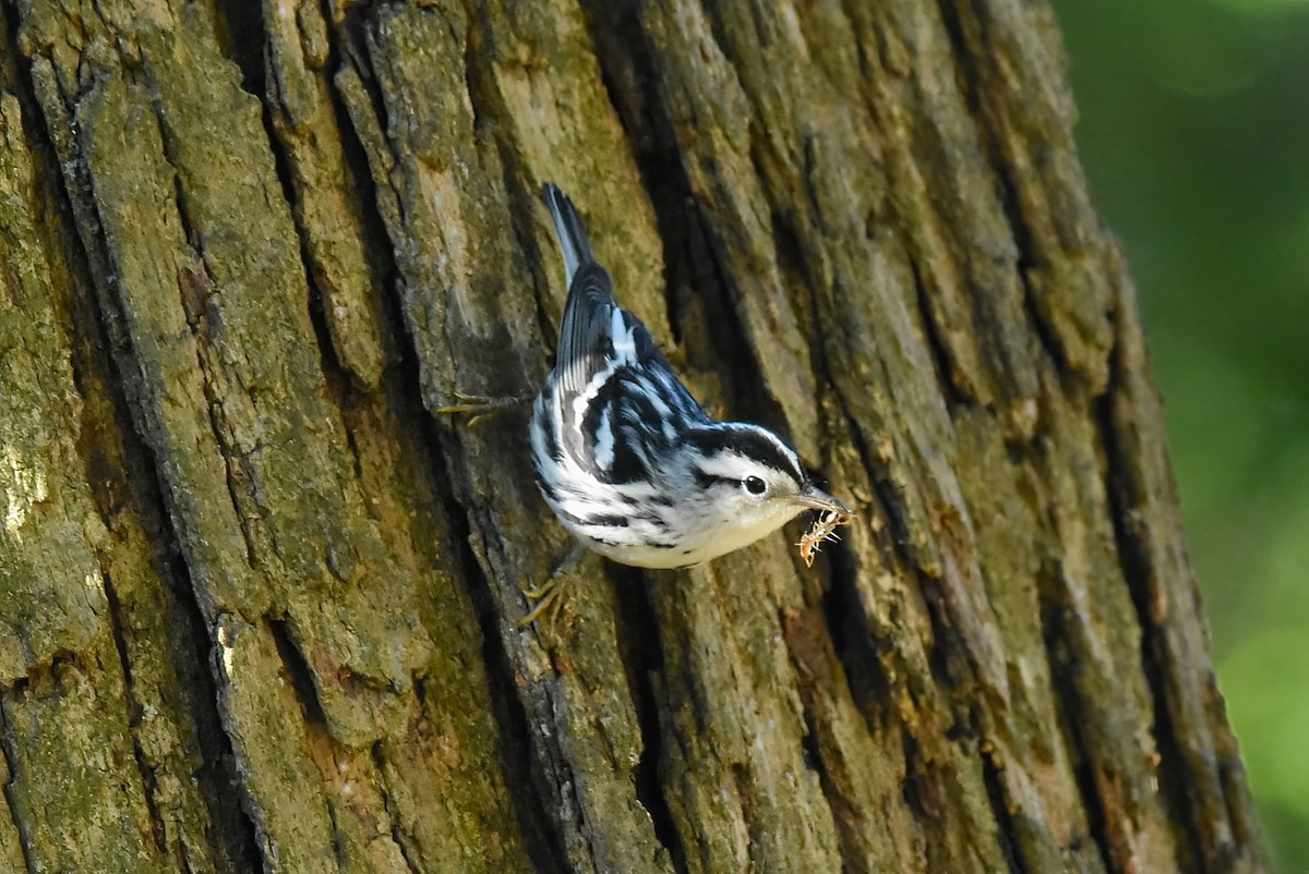 Black-and-white Warbler - ML643216814
