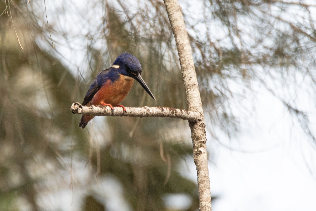 ルリミツユビカワセミ - ML643216818