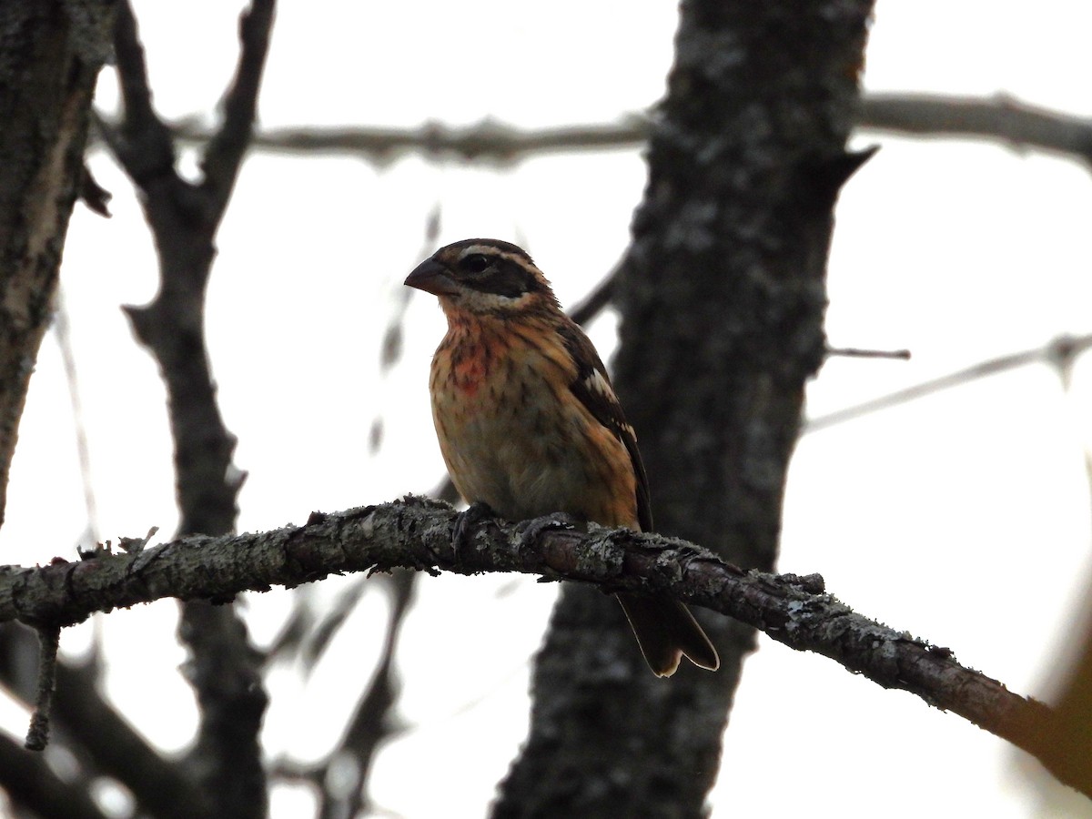 Rose-breasted Grosbeak - ML643216823