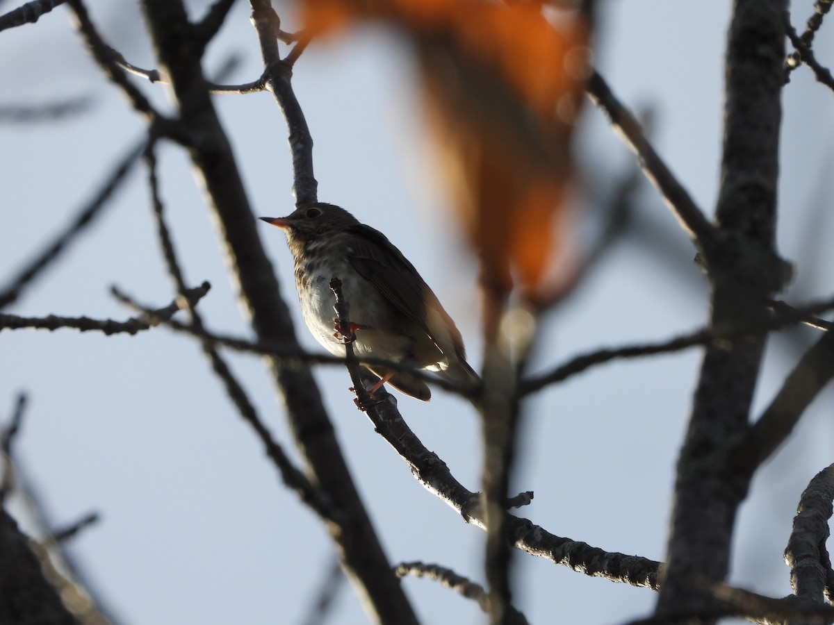 Hermit Thrush - ML643216829