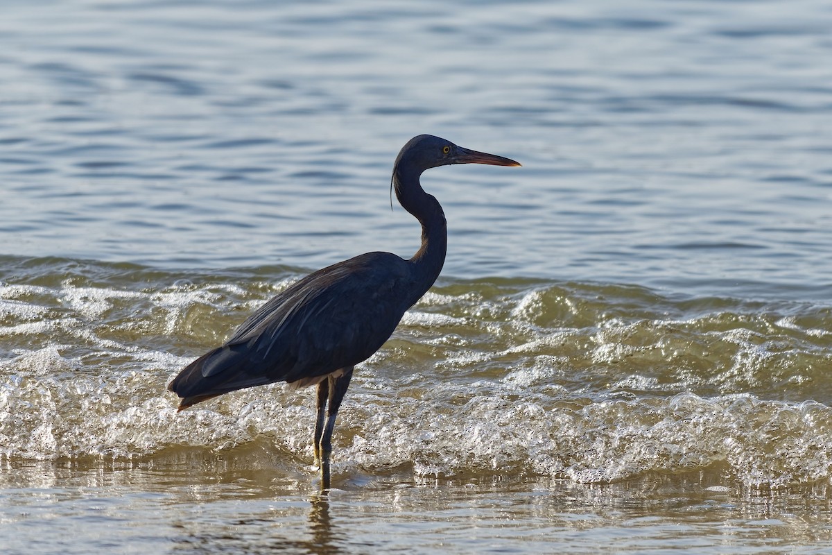 Pacific Reef-Heron - ML643216850