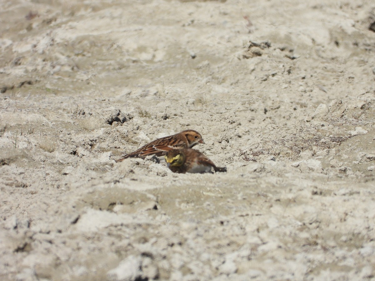 Lapland Longspur - ML643216852