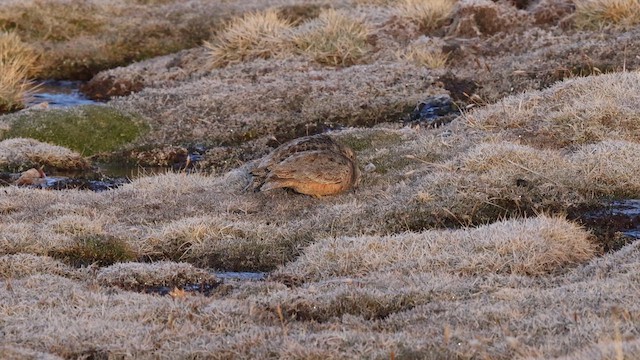 Rufous-bellied Seedsnipe - ML643216855