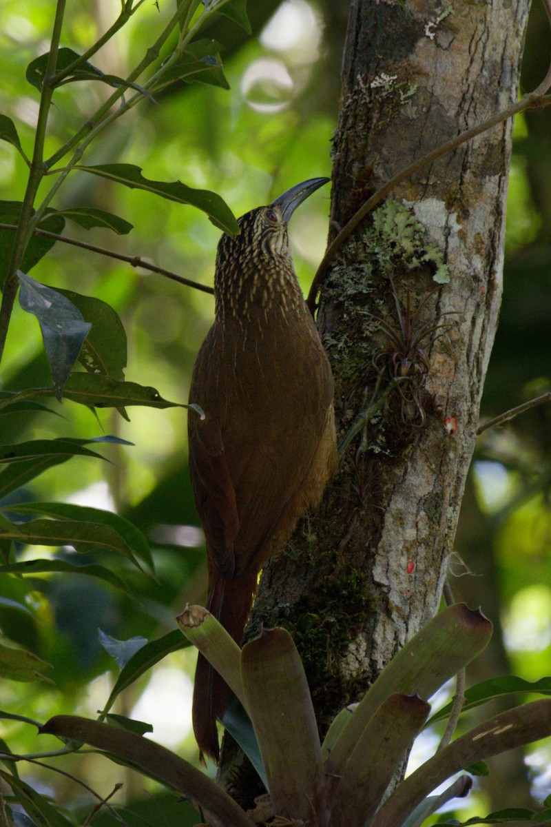 White-throated Woodcreeper - ML643216856
