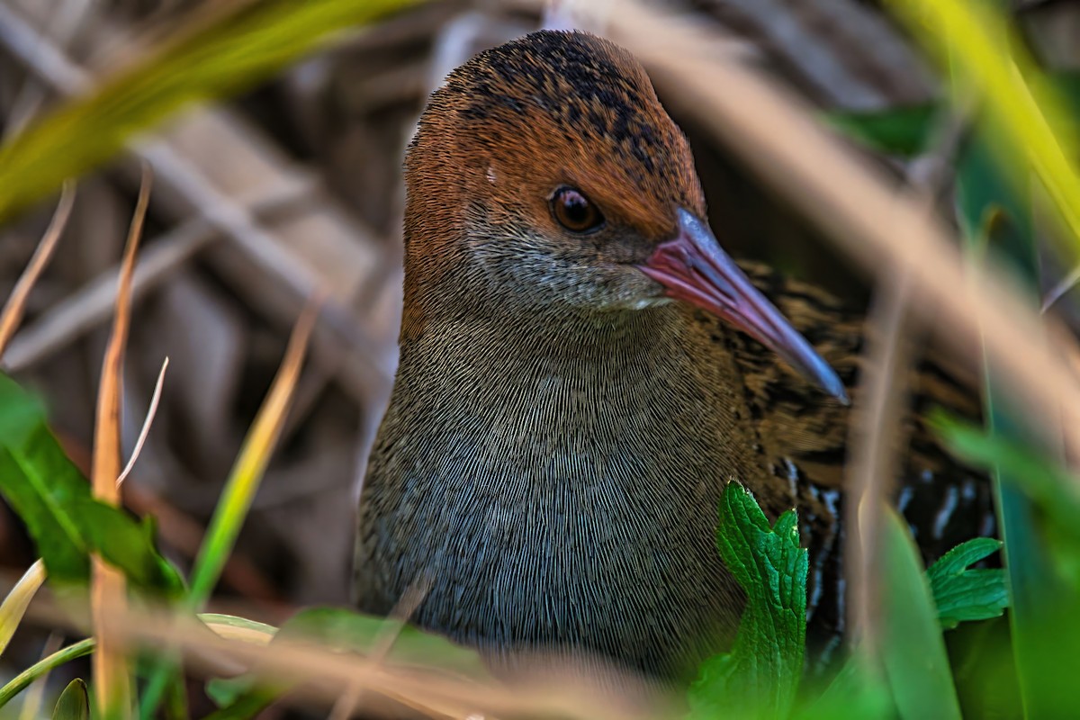 Lewin's Rail - ML643216859