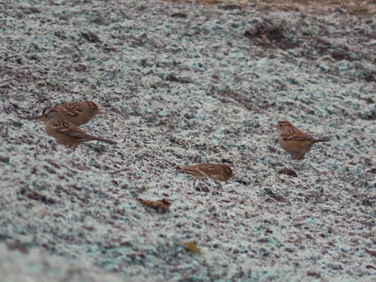 White-crowned Sparrow - ML643216865