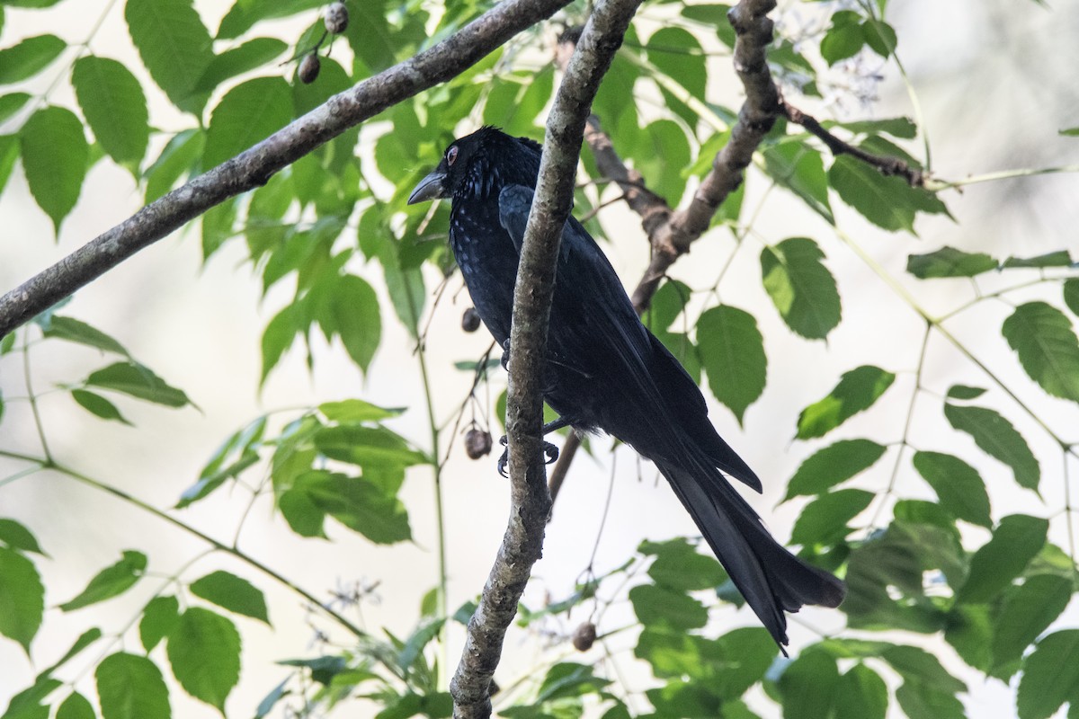 Drongo pailleté - ML643216877
