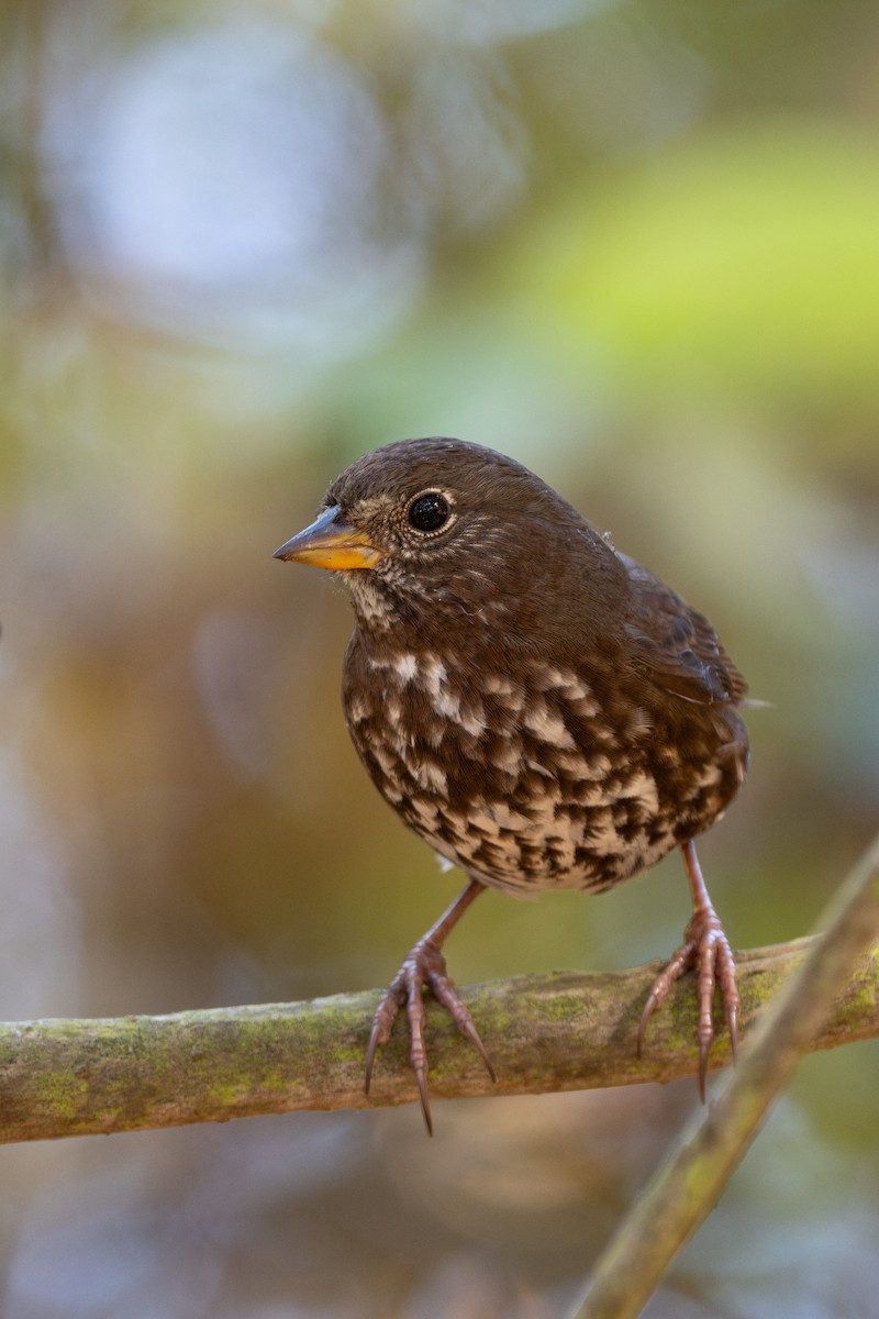Fox Sparrow - ML643216880