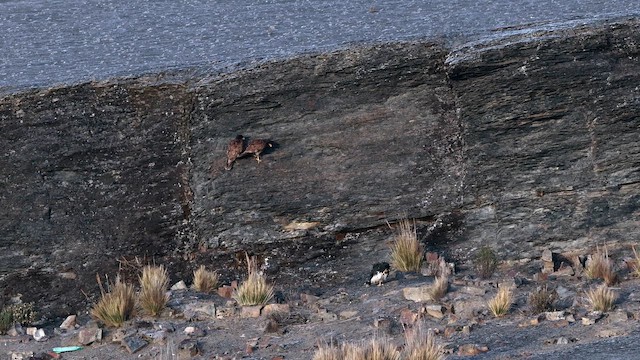 Mountain Caracara - ML643216881