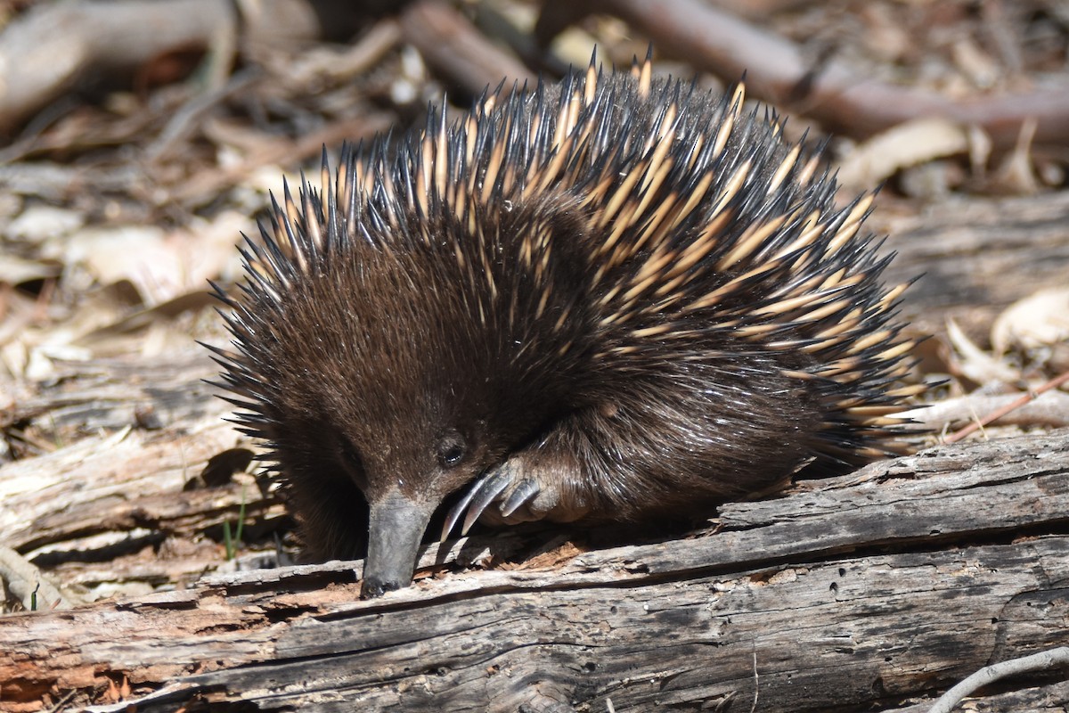 Short-beaked Echidna - ML643216882