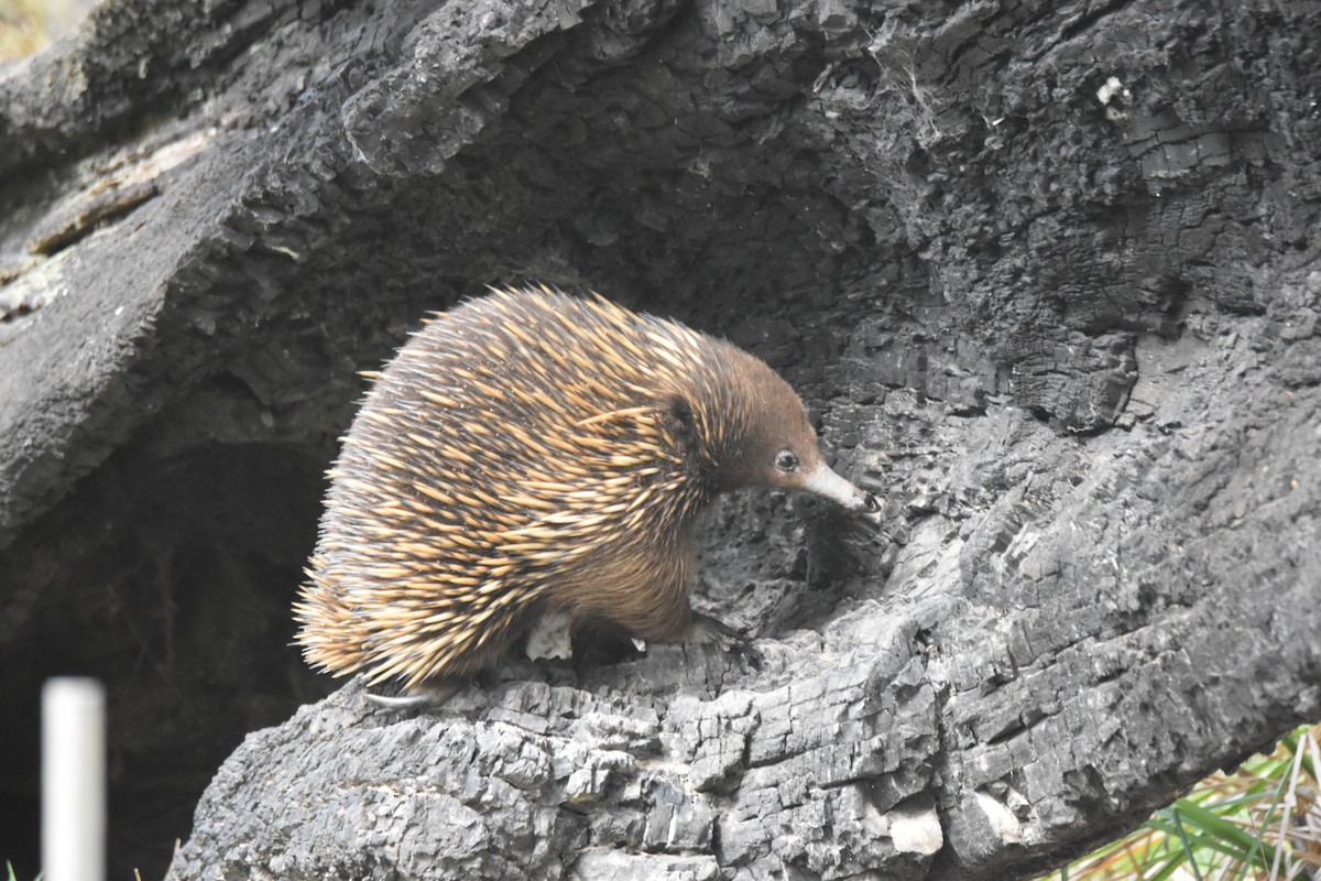 Short-beaked Echidna - ML643216883