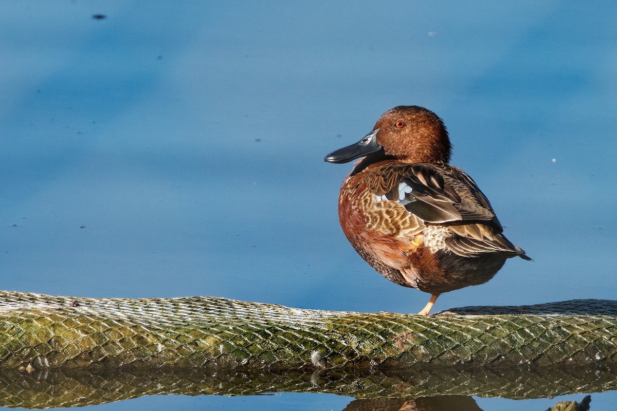 アカシマアジ - ML643216889