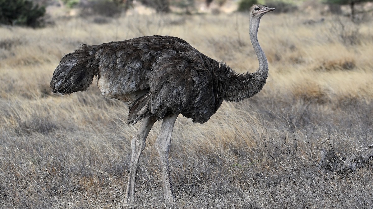 Somali Ostrich - ML643216901