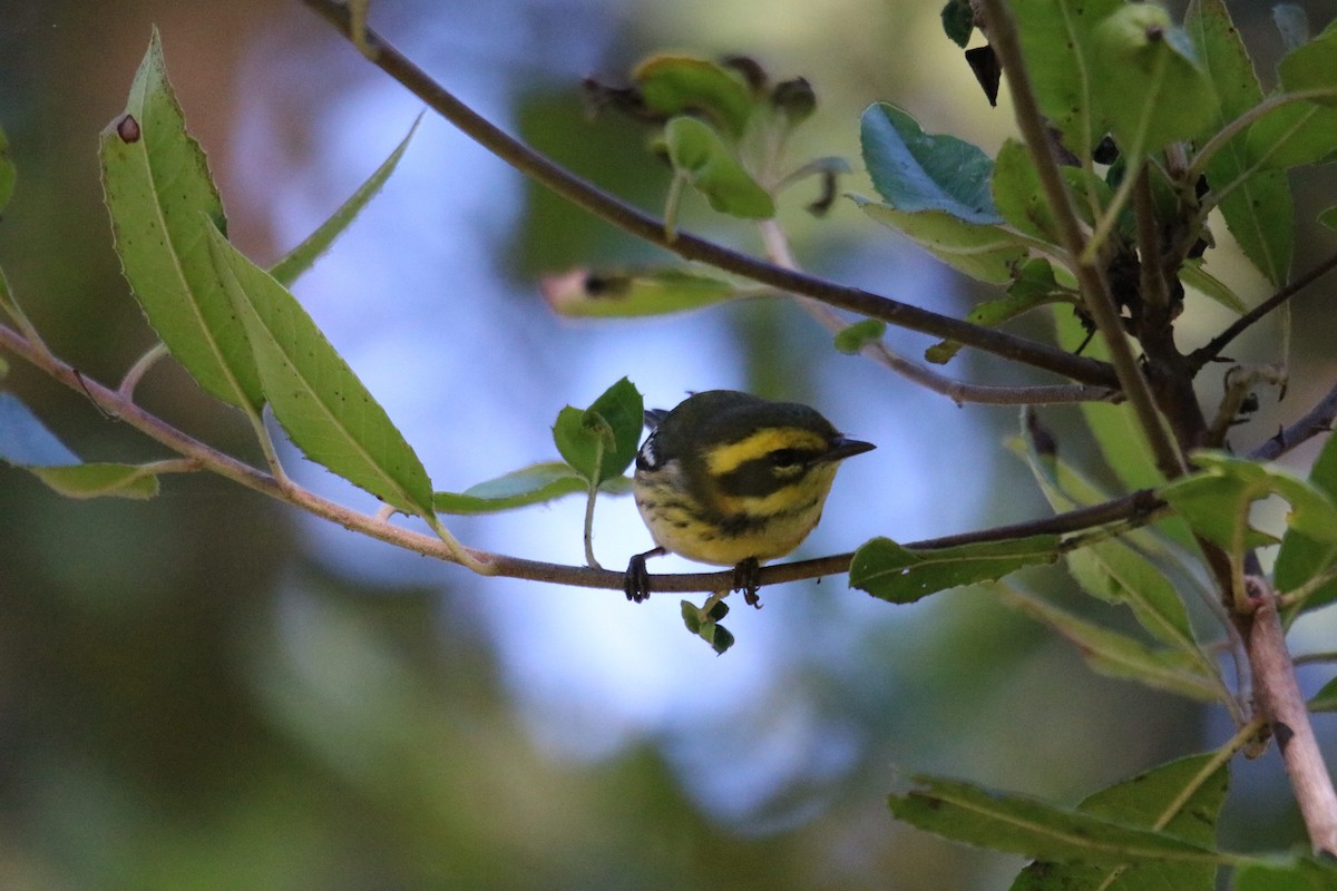 Townsend's Warbler - ML643216904