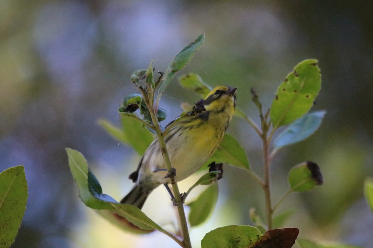 Townsend's Warbler - ML643216905