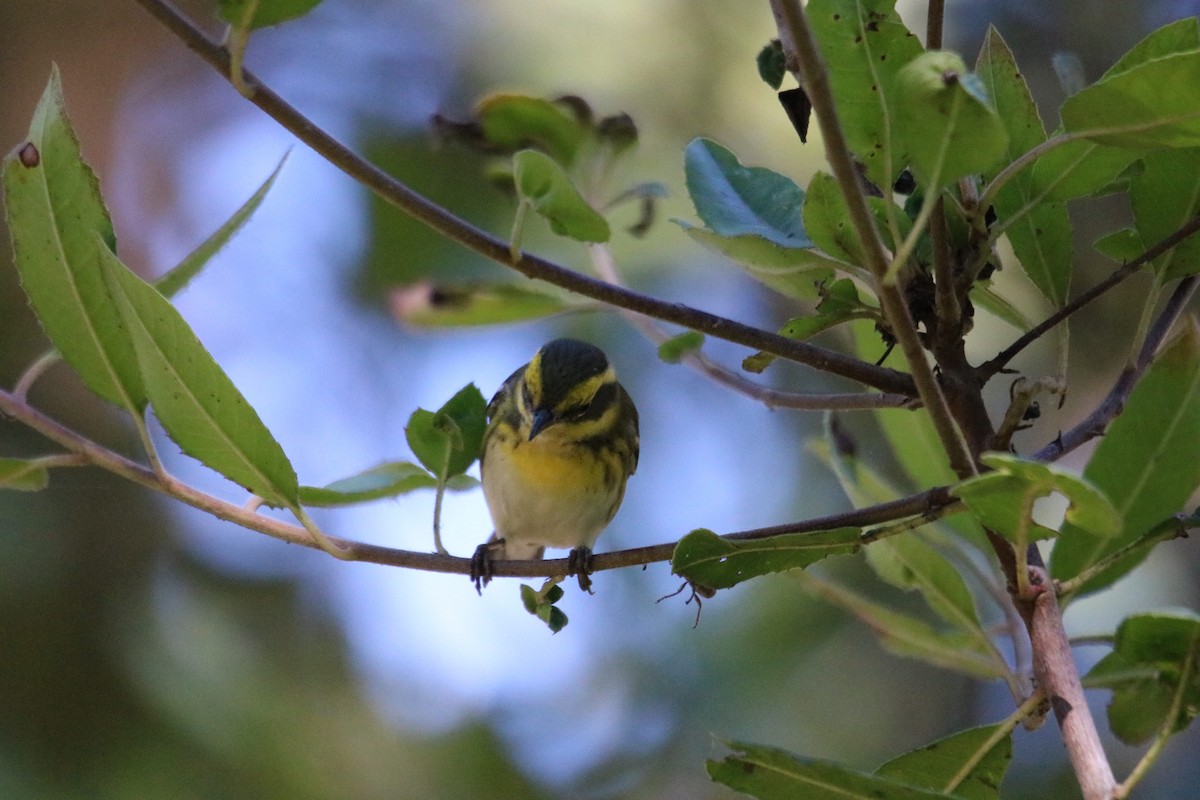 Townsend's Warbler - ML643216906