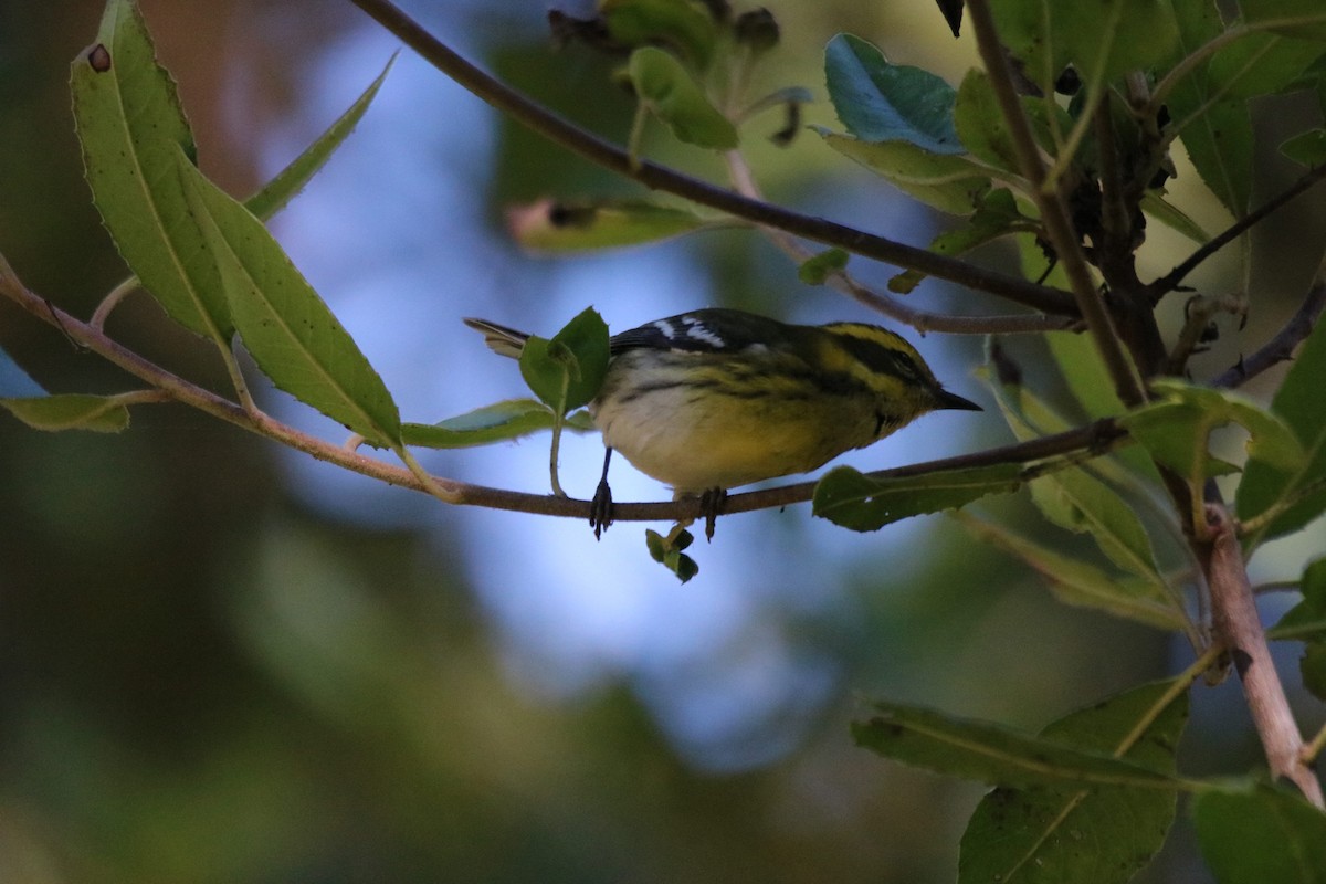 Townsend's Warbler - ML643216907