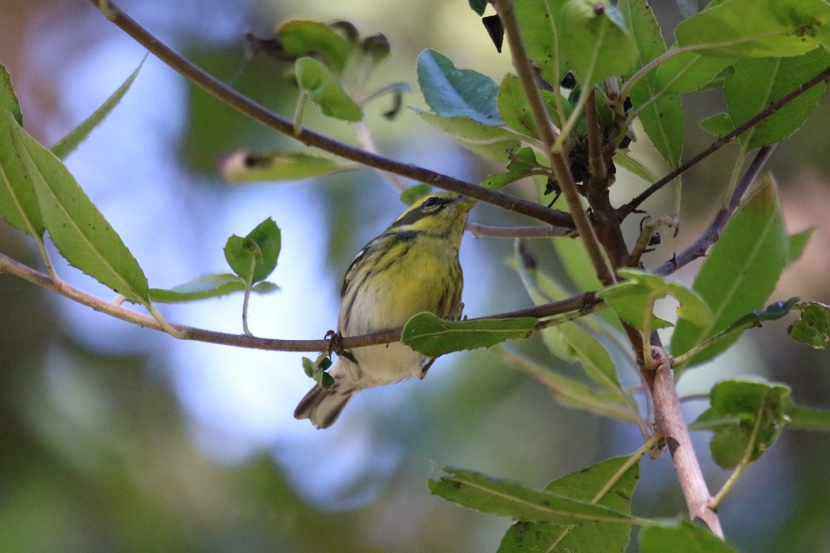 Townsend's Warbler - ML643216908