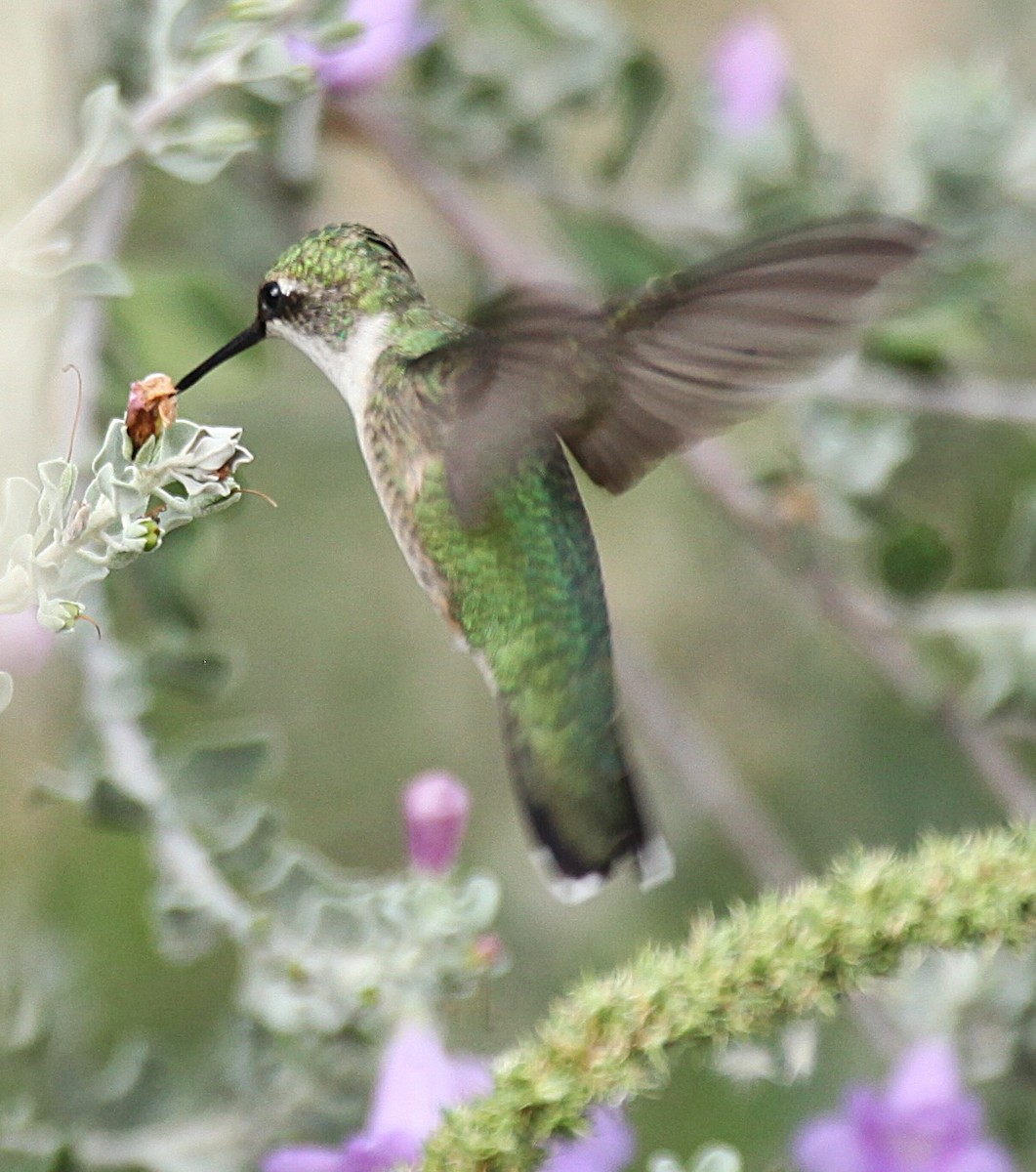 Ruby-throated Hummingbird - ML643216921
