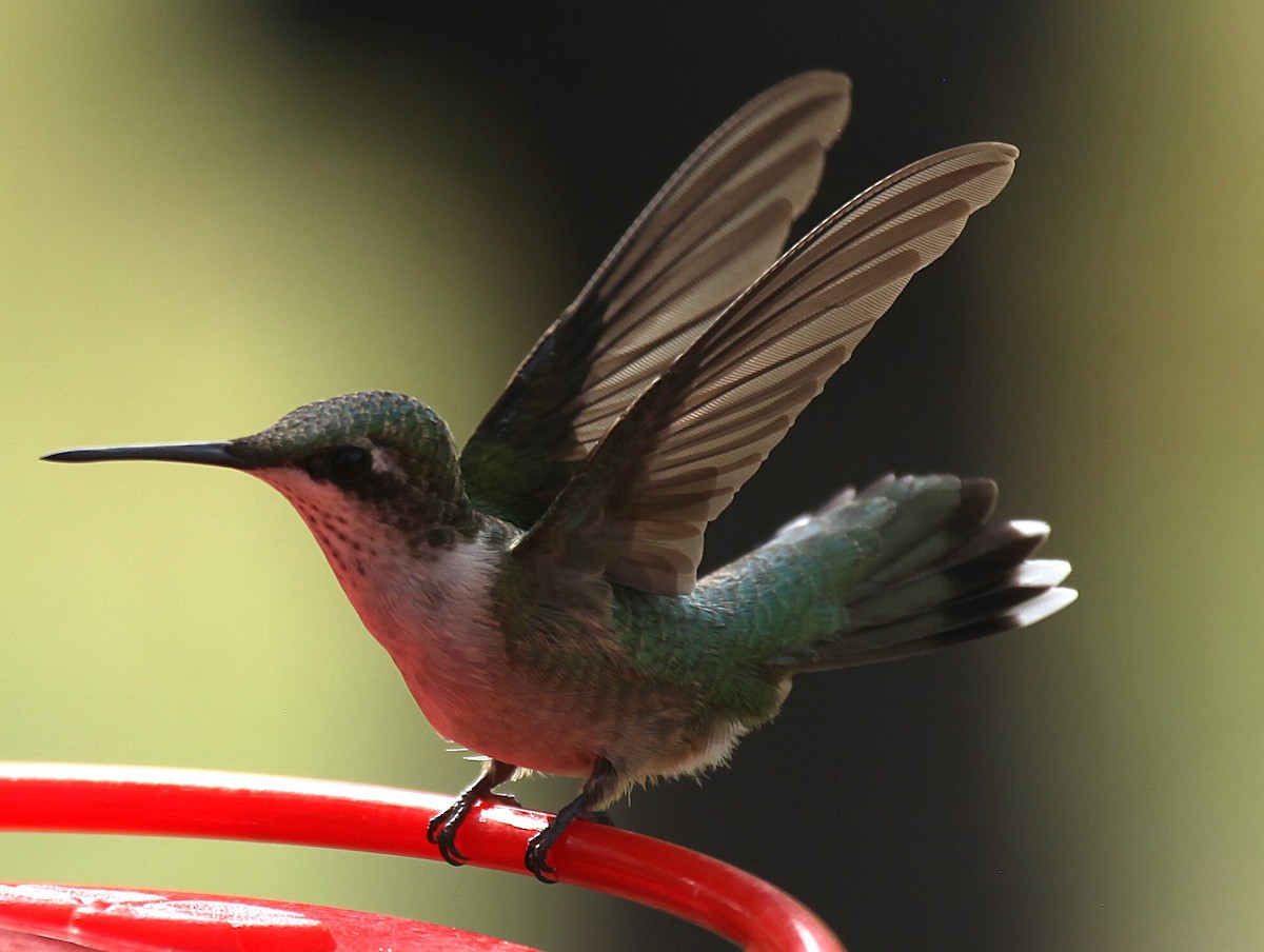 Ruby-throated Hummingbird - ML643216922