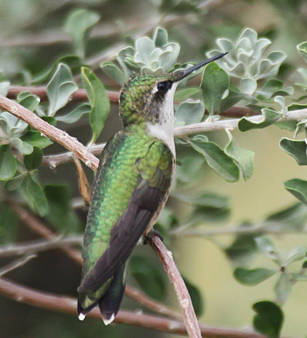 Ruby-throated Hummingbird - ML643216923