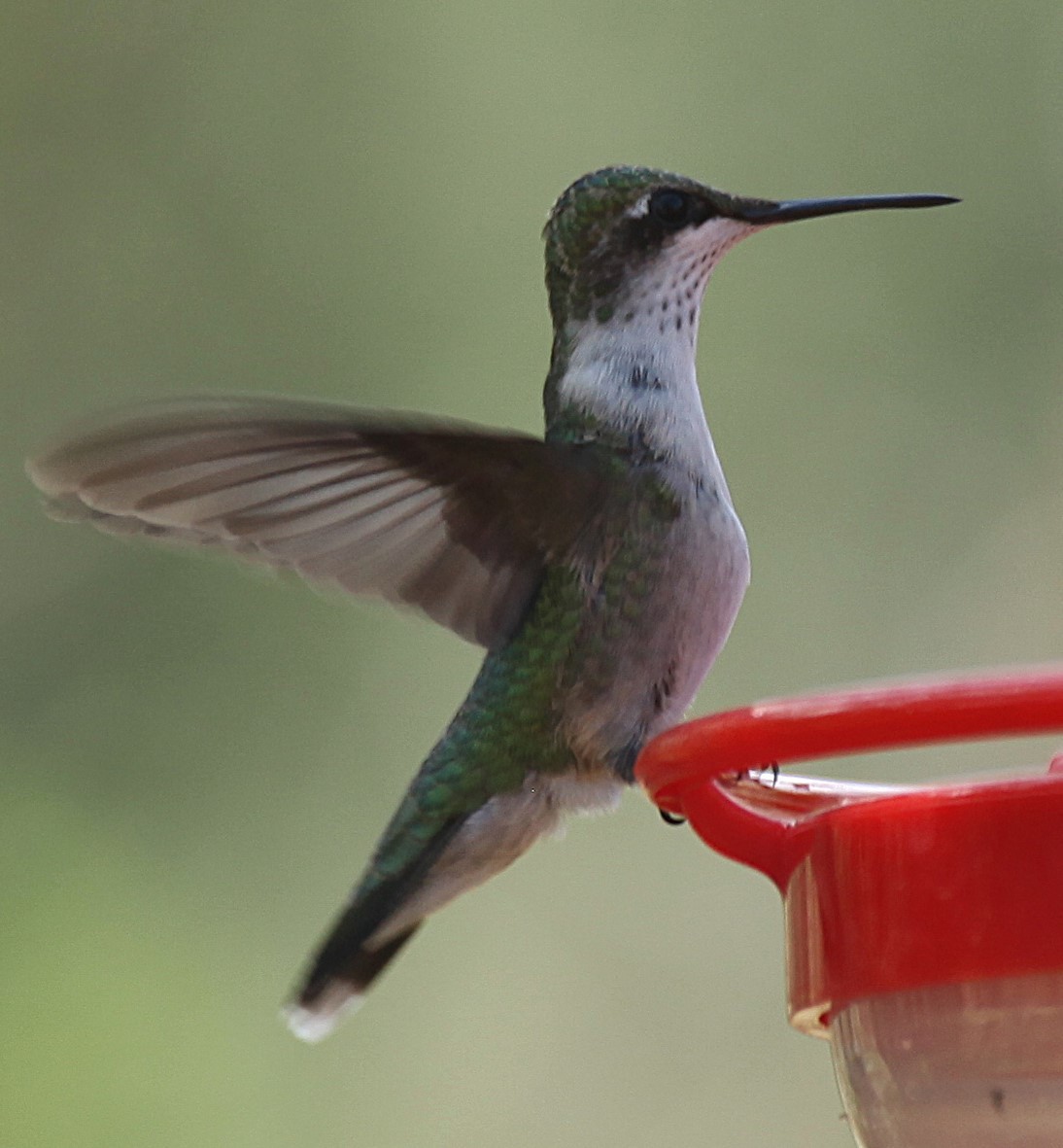 Ruby-throated Hummingbird - ML643216924