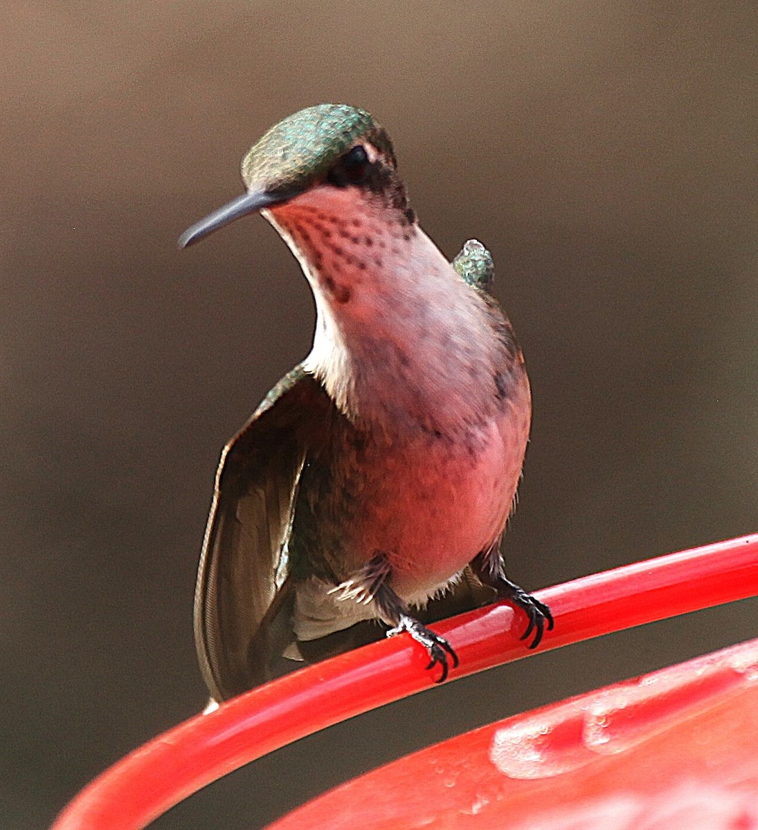 Ruby-throated Hummingbird - ML643216925
