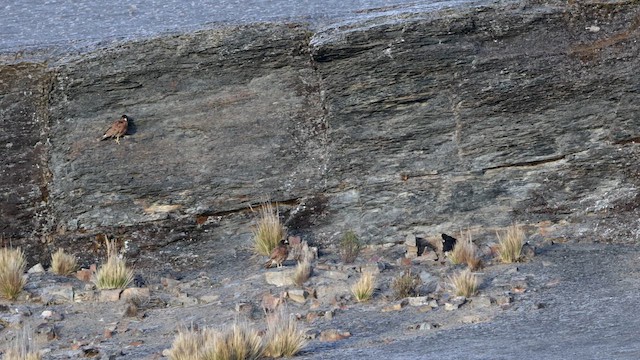 Mountain Caracara - ML643216927