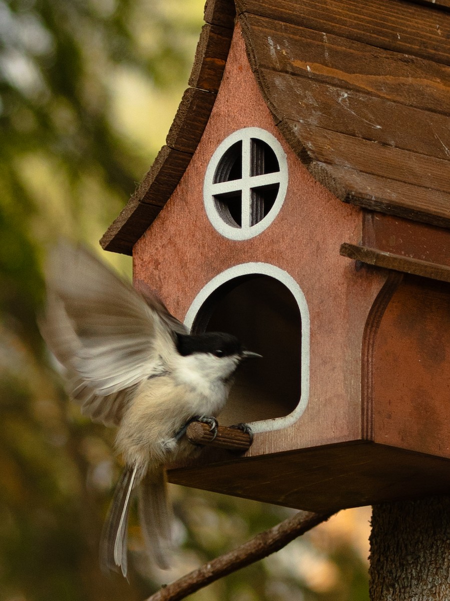 Willow Tit - ML643216928