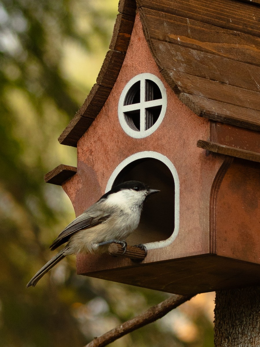 Willow Tit - ML643216929