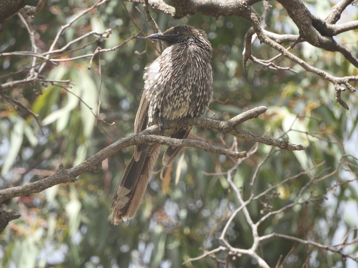 Little Wattlebird - ML643216931