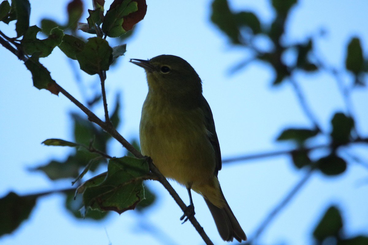 Orange-crowned Warbler - ML643216936