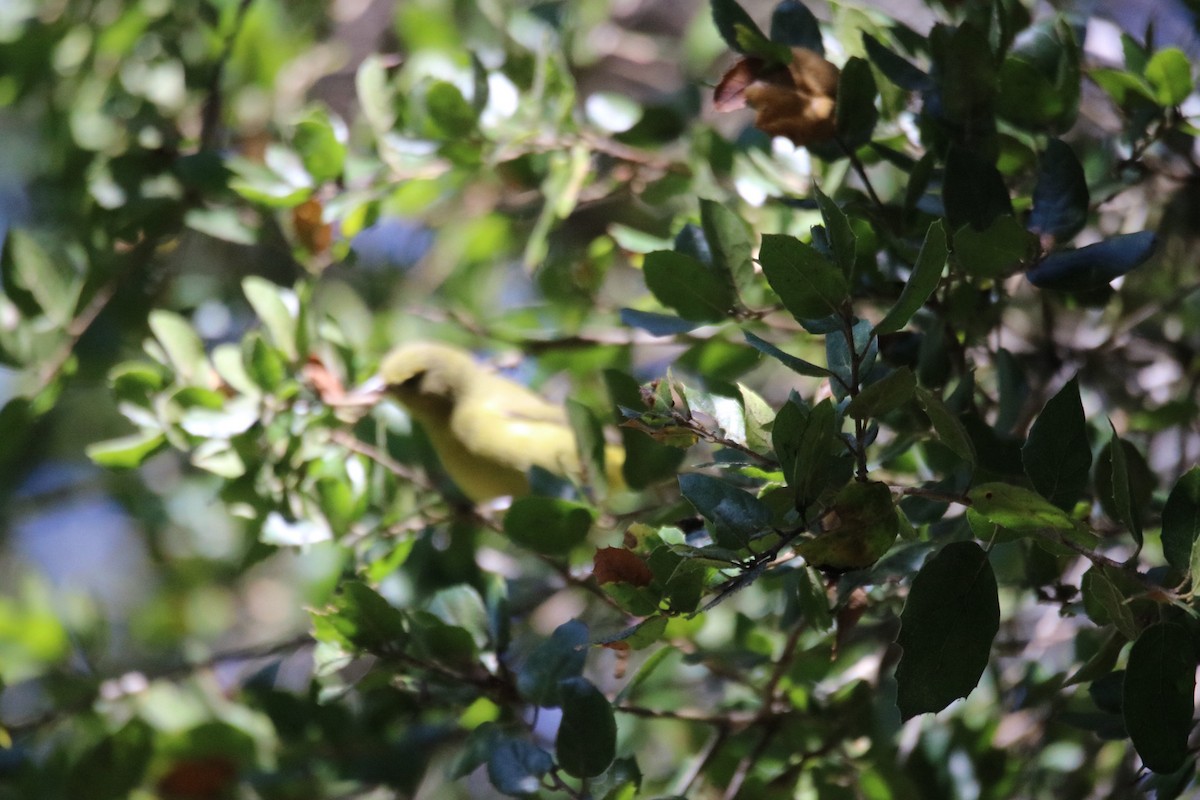 Orange-crowned Warbler - ML643216937