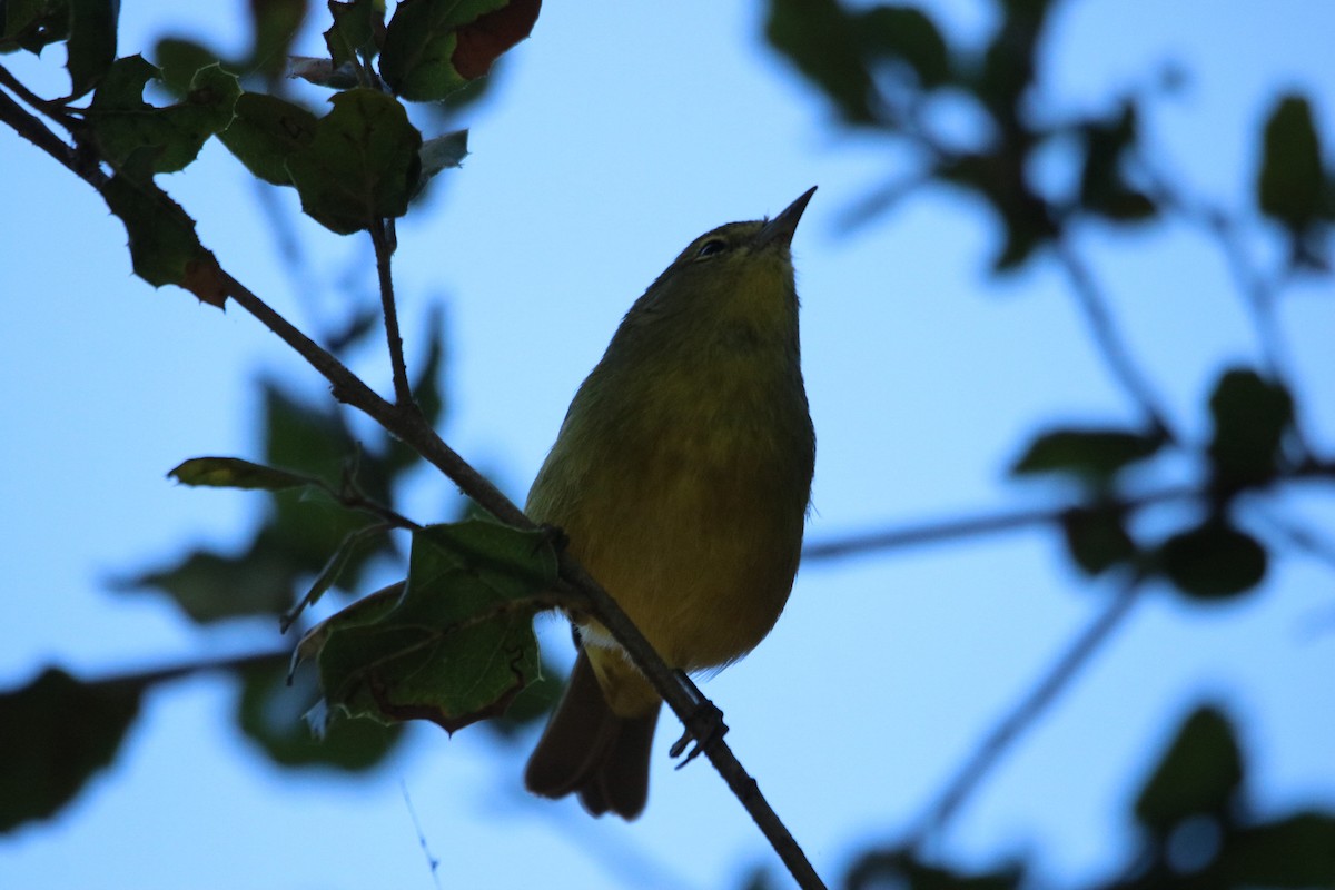 Orange-crowned Warbler - ML643216938