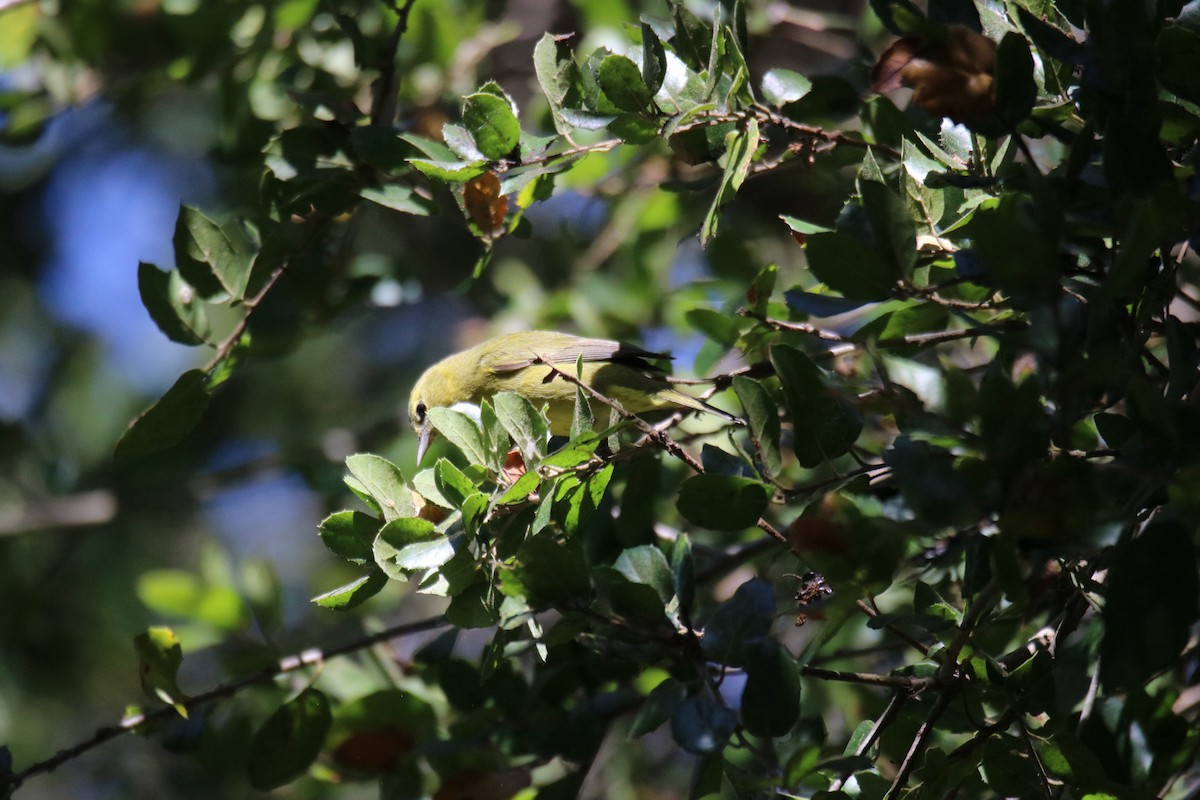 Orange-crowned Warbler - ML643216939