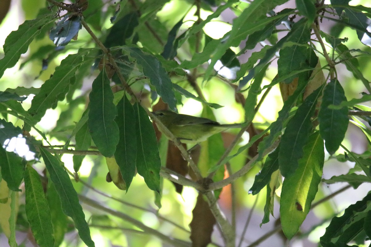 Orange-crowned Warbler - ML643216940