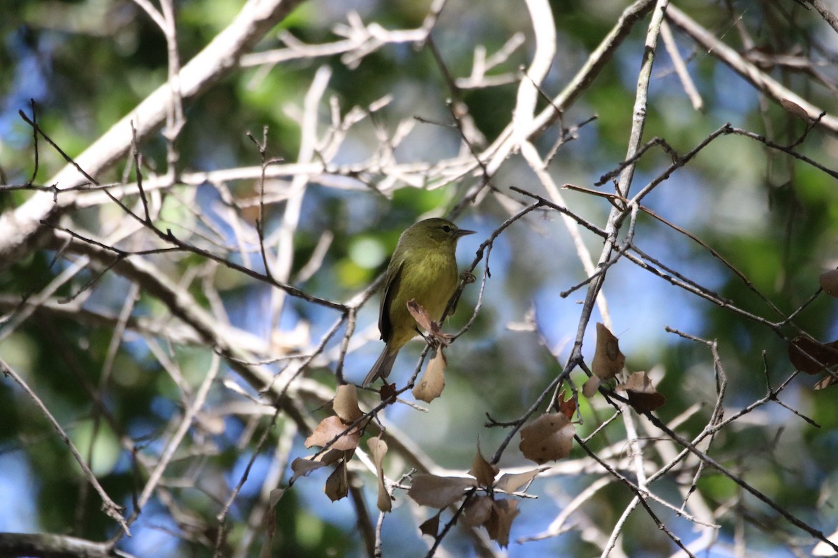 Orange-crowned Warbler - ML643216941