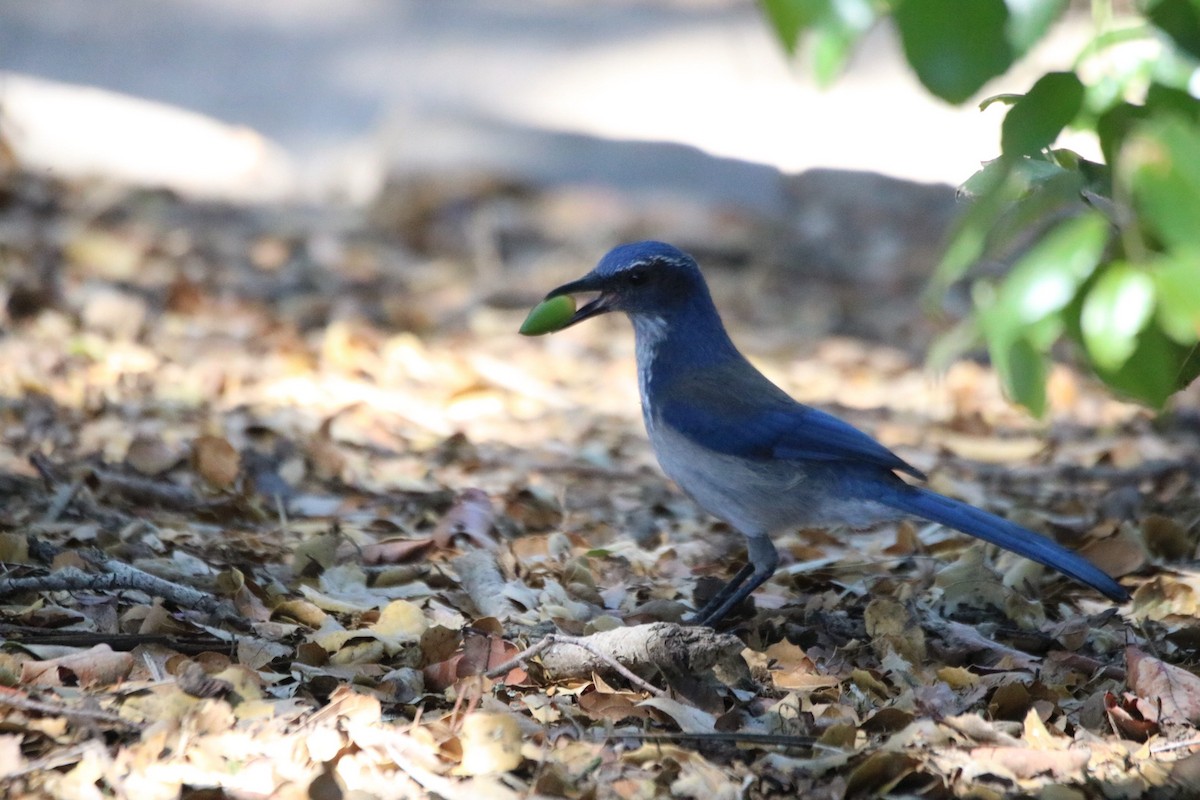 California Scrub-Jay - ML643216956