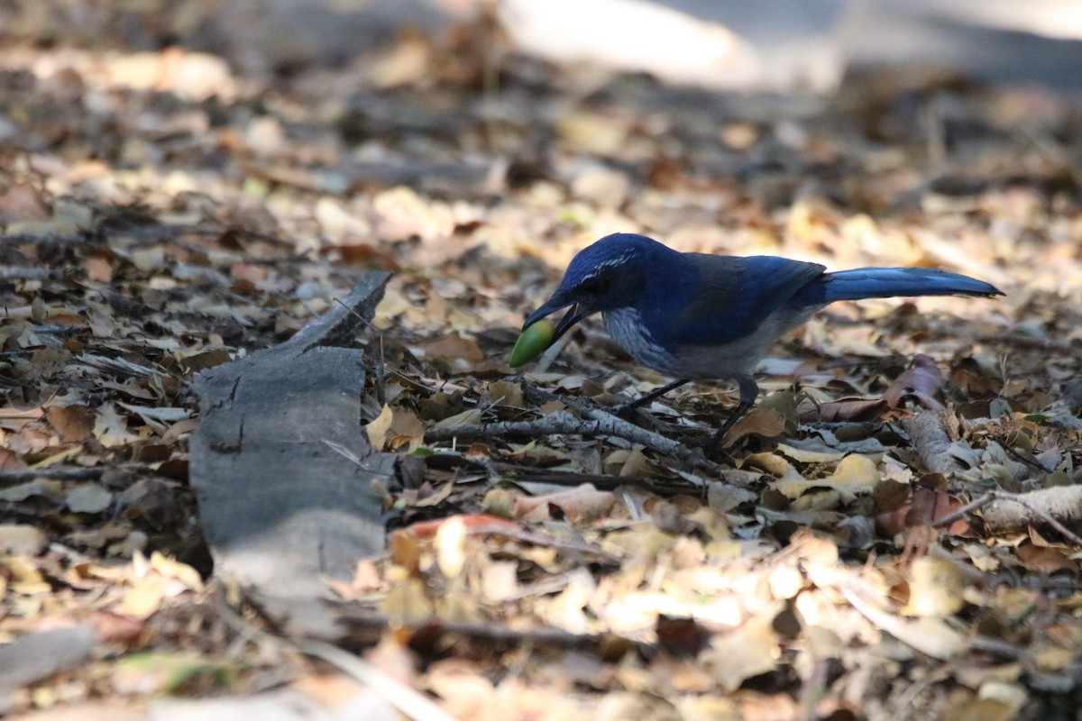 California Scrub-Jay - ML643216957